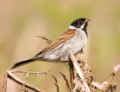 Reed Bunting - Emberiza schoeniclus