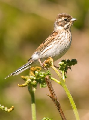 Reed Bunting - Emberiza schoeniclus