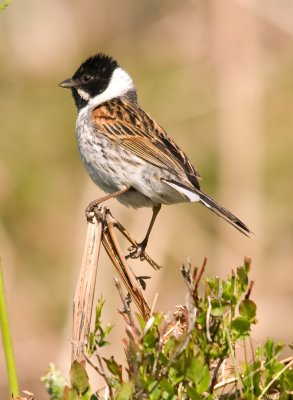 Reed Bunting - Emberiza schoeniclus