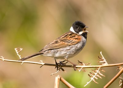 Reed Bunting - Emberiza schoeniclus