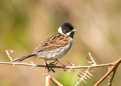 Reed Bunting - Emberiza schoeniclus