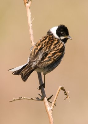 Reed Bunting - Emberiza schoeniclus