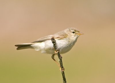 Willow Warbler - Phylloscopus trochilus