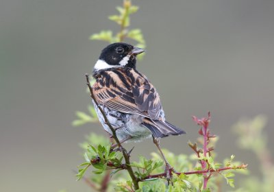 Reed Bunting - Emberiza schoeniclus