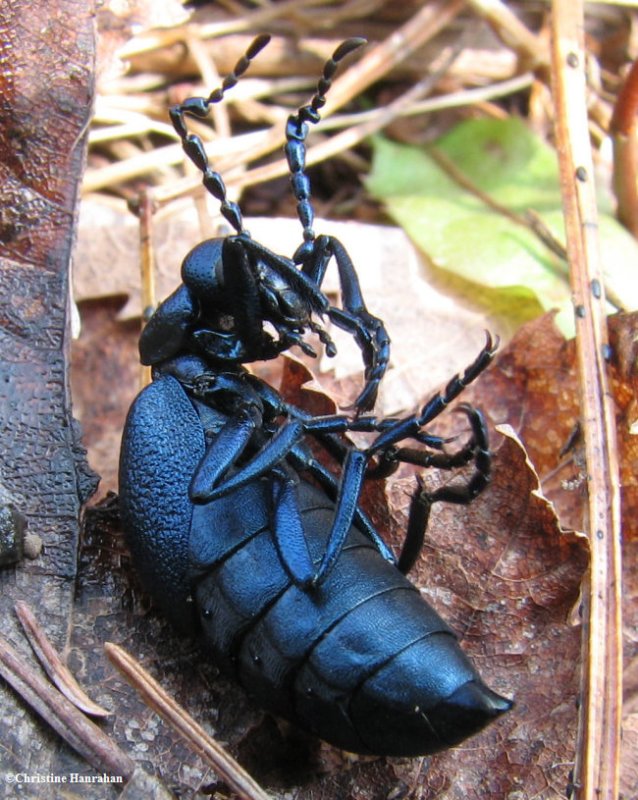Blister beetle (Meloidae sp.)