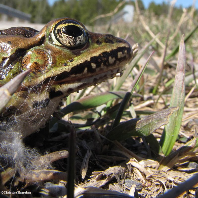 Leopard frog (Rana pipiens)
