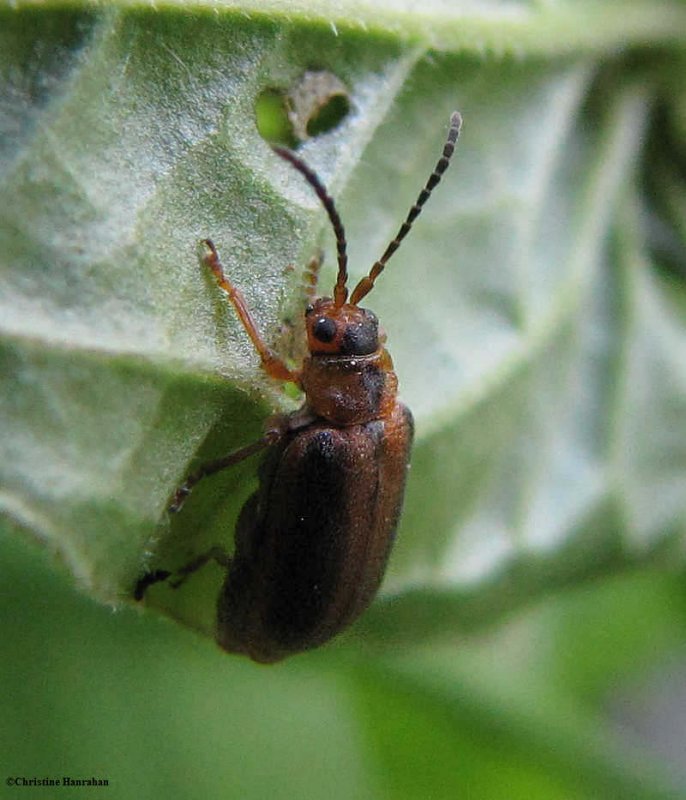 Purple Loosestrife leaf beetle (Galerucella calmariensis)