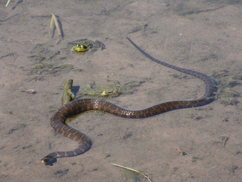 Northern water snake (Nerodia sipedon) and Mink frog (Rana septentrionalis)