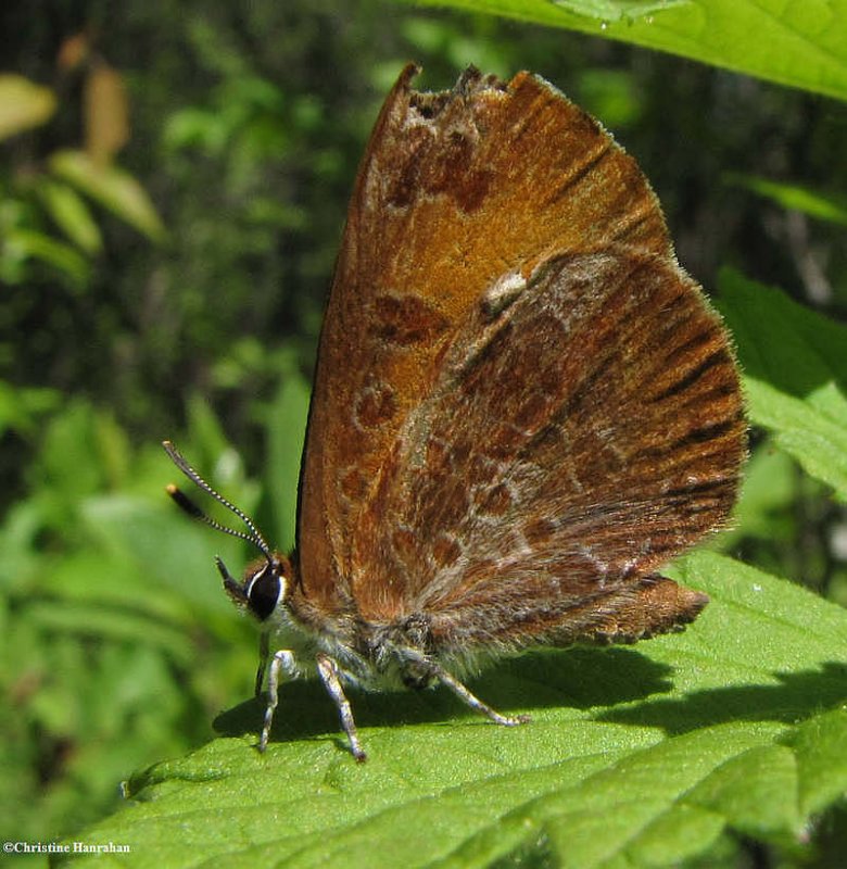 Harvester butterfly  (Feniseca tarquinius)