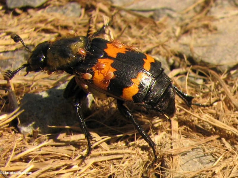 Carrion Beetles (Family: Silphidae)