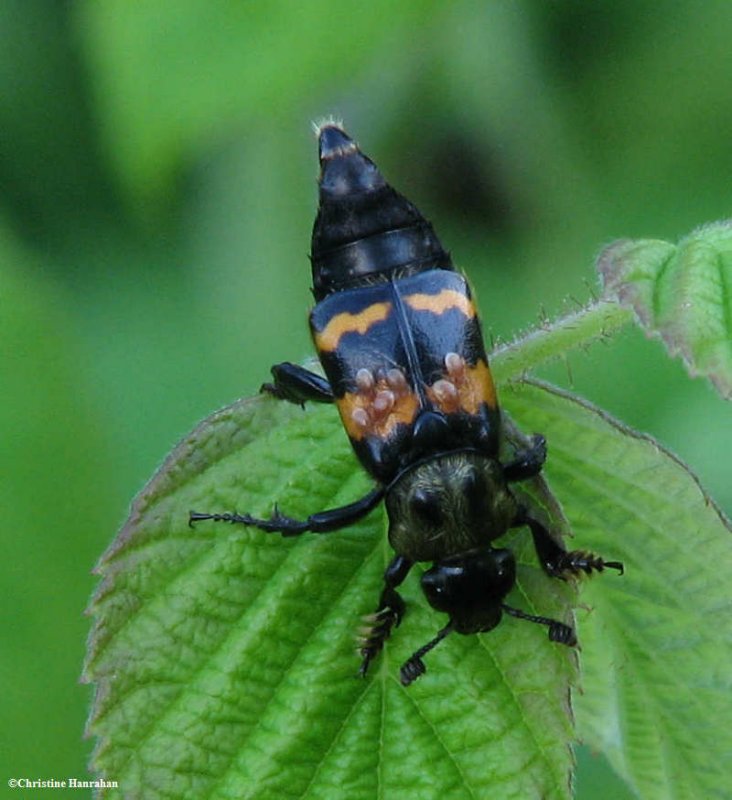 Carrion beetle (Nicrophorus sp.) with mites