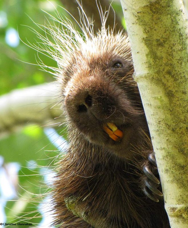 Porcupine