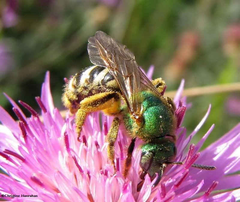 Sweat bee (Agapostemon sp.) male,  on Knapweed