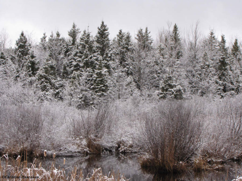 Snowy scene