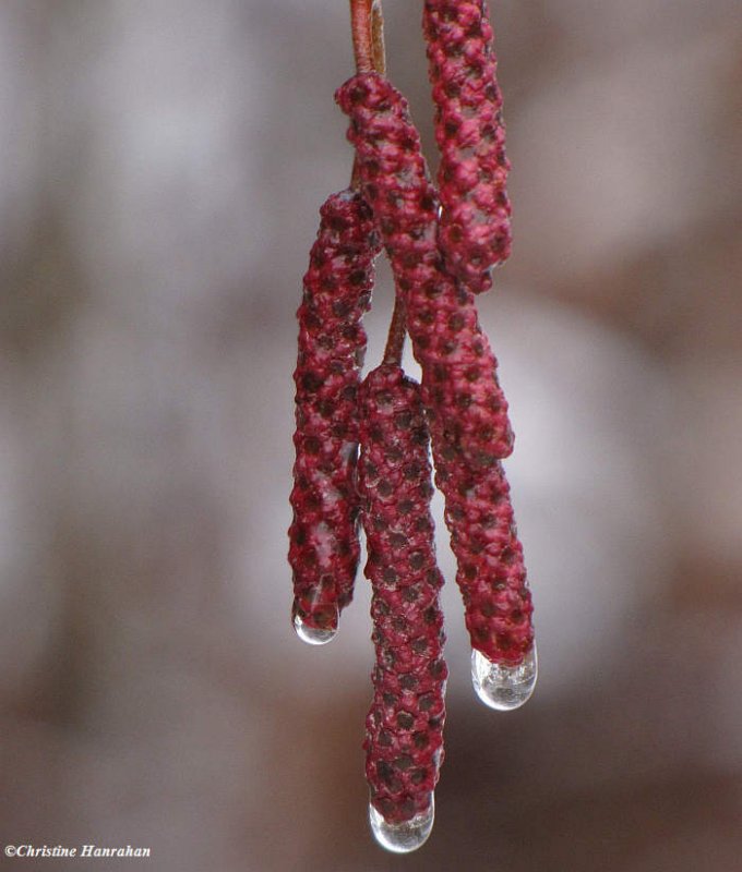 Male catkins from the Speckled alder (Alnus incana)
