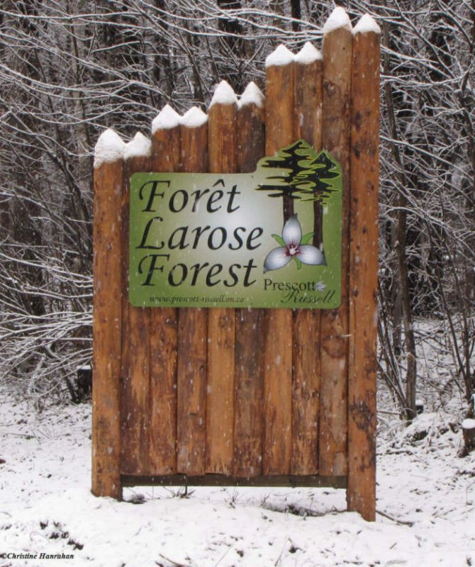 New Larose Forest logo