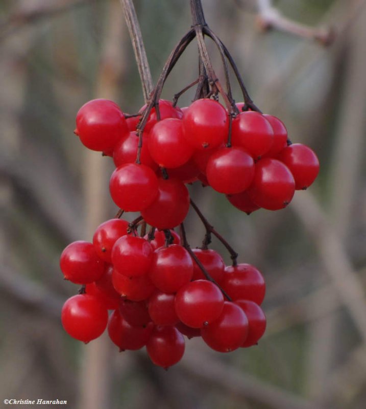 Highbush cranberry fruit  (Viburnum trilobum)
