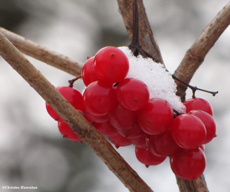 Highbush cranberry (Viburnum trilobum)