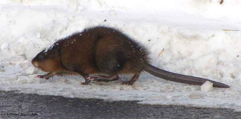 Muskrat  (Ondatra zibethicus)