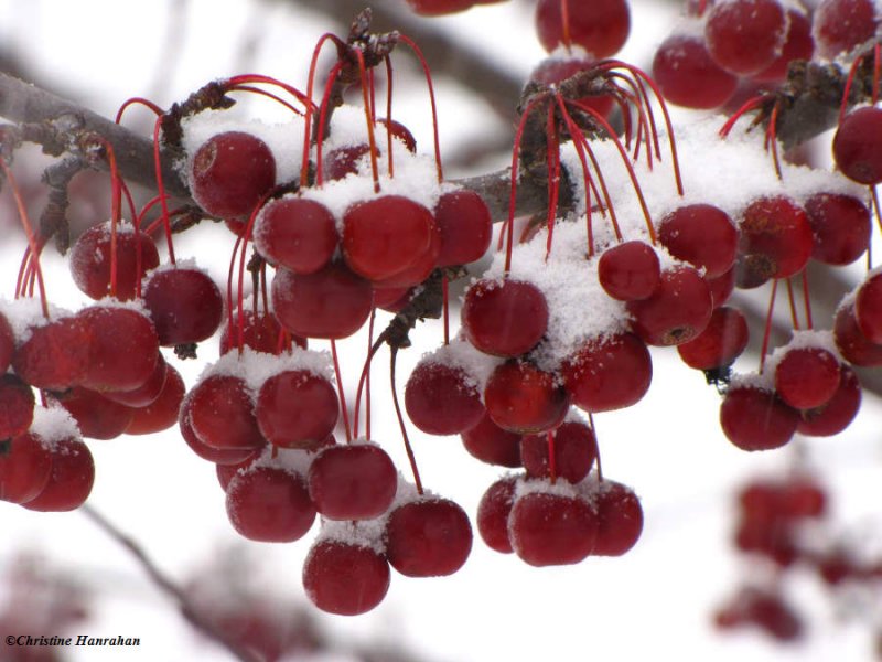 Crabapples in snow (Malus sp.)