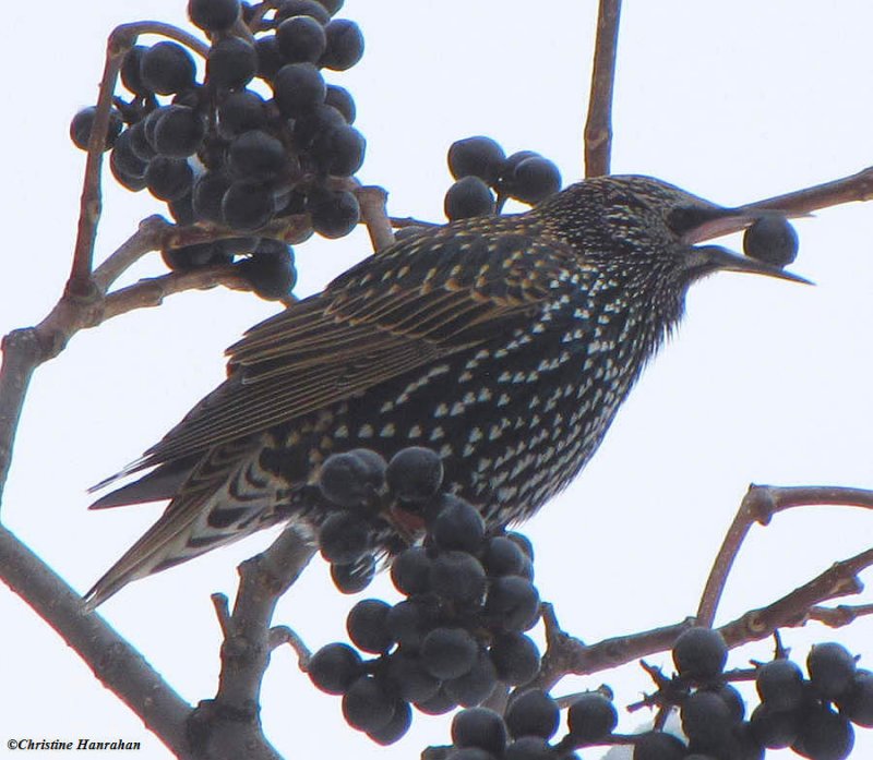 Starling eating fruit of Amur Corktree (Phellodendron amurense)