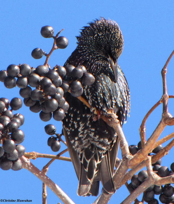Preening amidst the fruit