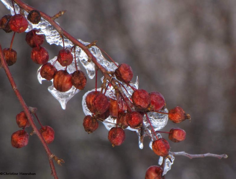 Crabapples after the freezing rain