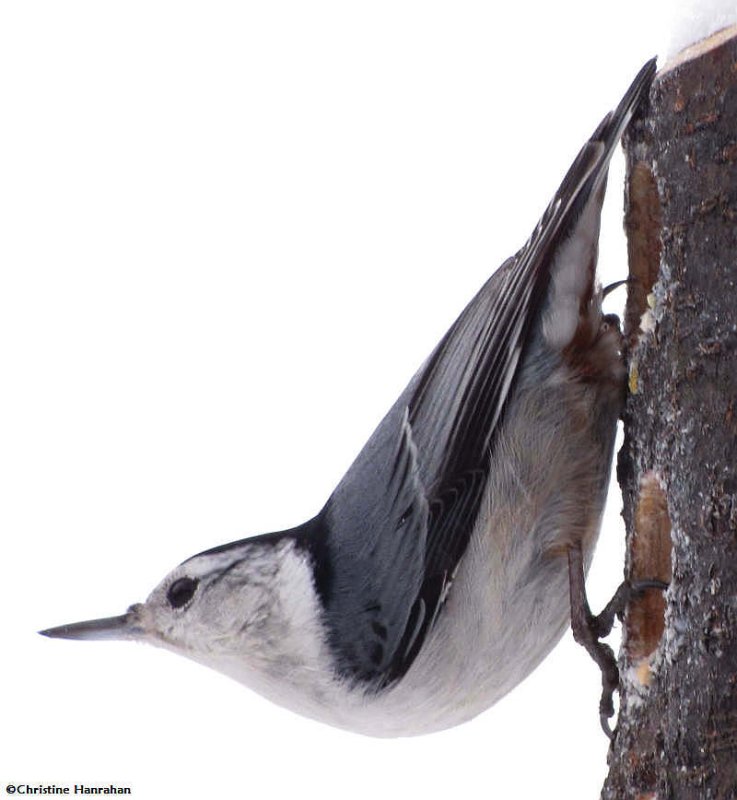 White-breasted Nuthatch