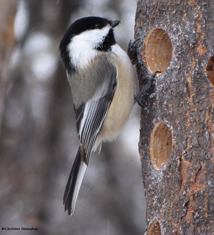 Black-capped chickadee gleaning suet from suet log