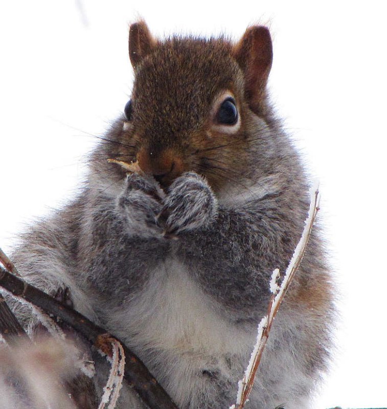 Grey squirrel