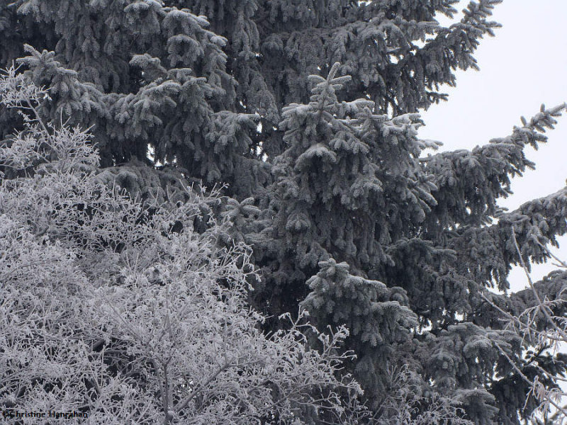 Hoar frost at the Fletcher Wildlife Garden