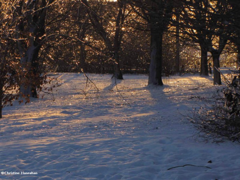 Sun slanting through the icy trees