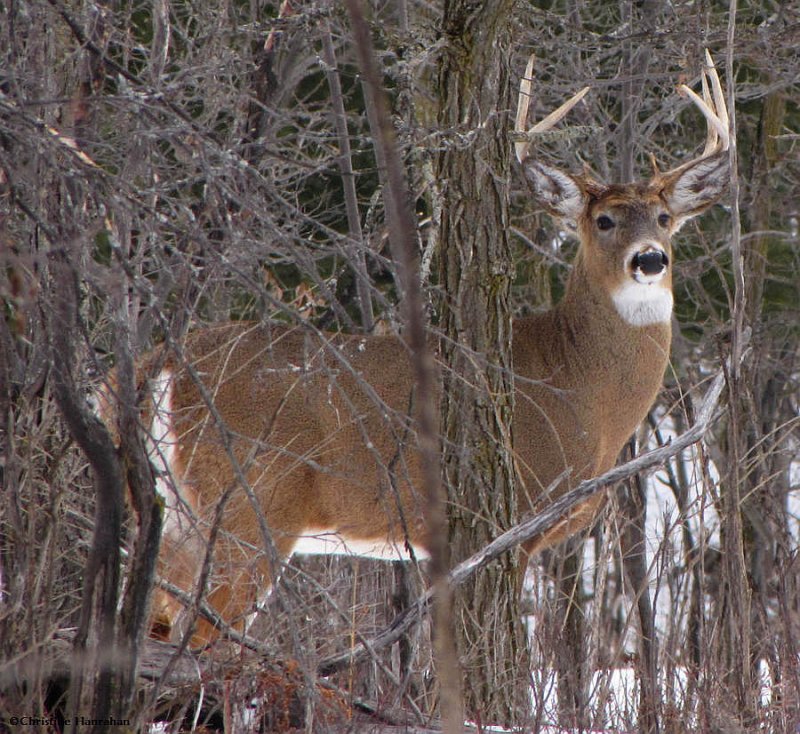 King of the woods