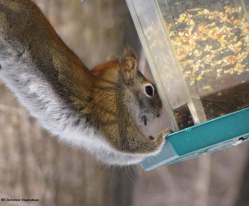 Emptying the feeder one seed at a time