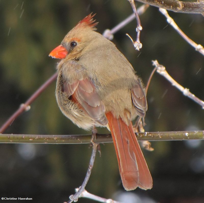 Northern Cardinal, female