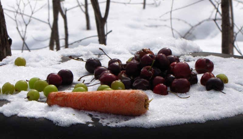 Feast for a hungry deer