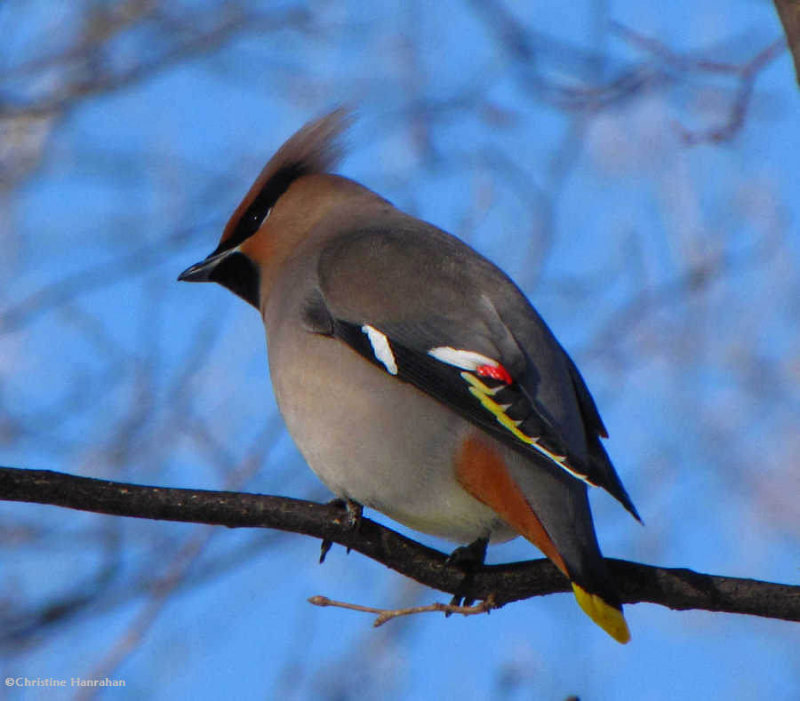 Bohemian  Waxwing