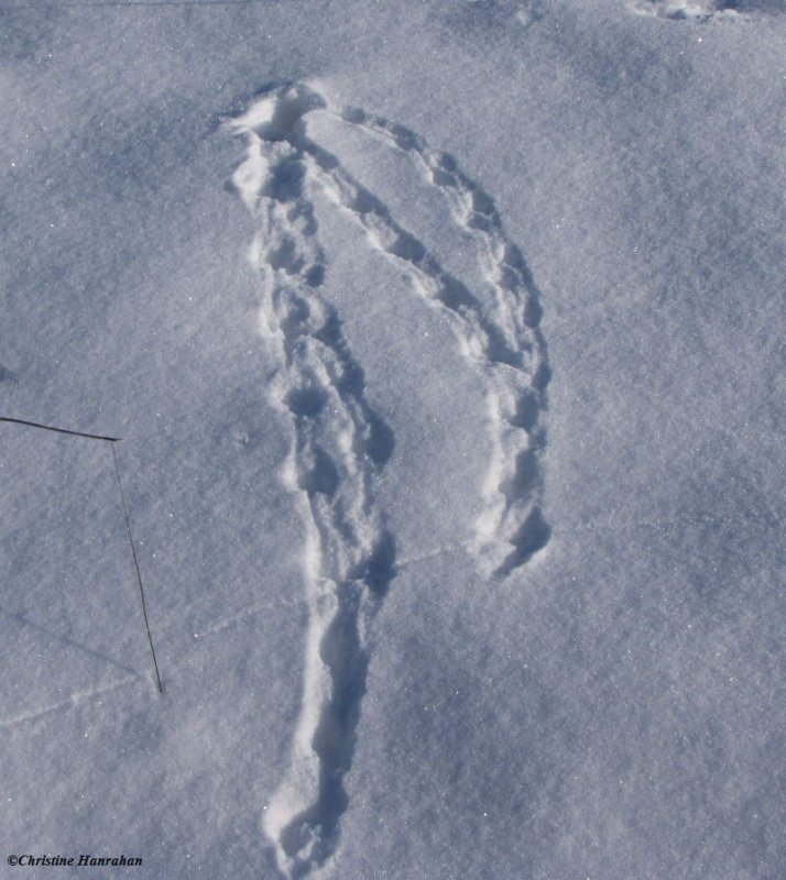 Mouse or Meadow Vole tracks