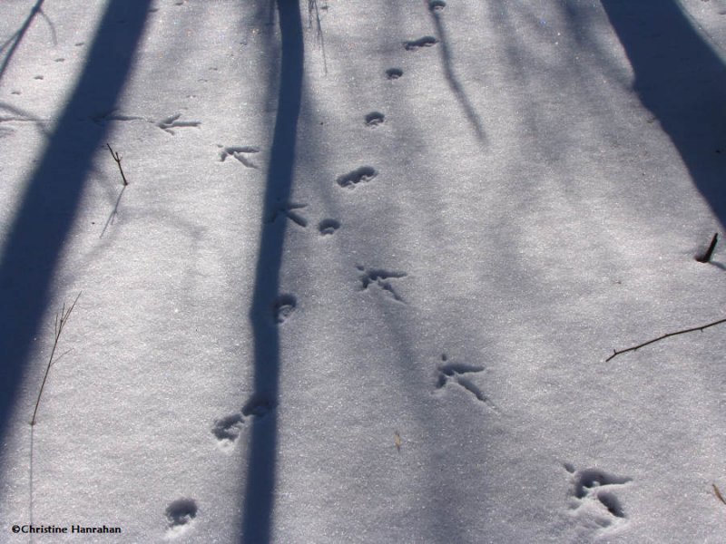 Wild turkey tracks intersecting with fox tracks