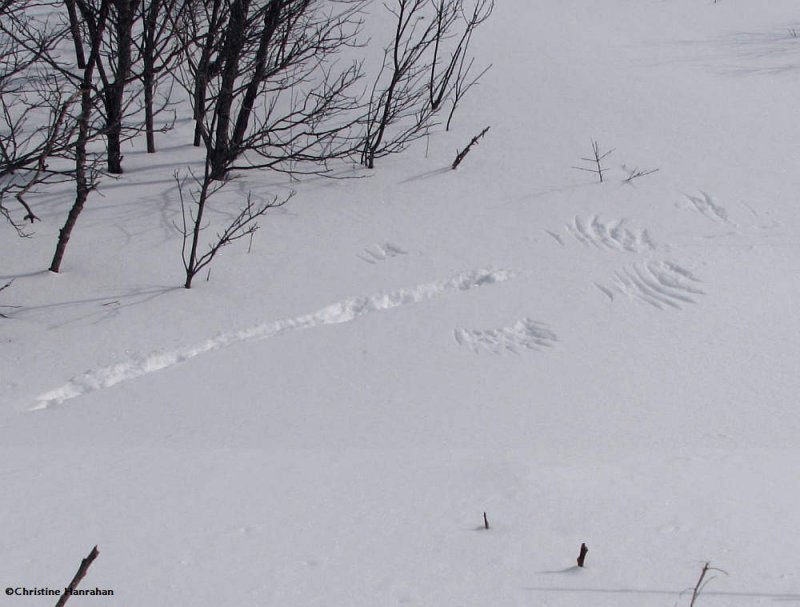 Wild Turkey tracks and wing pattern