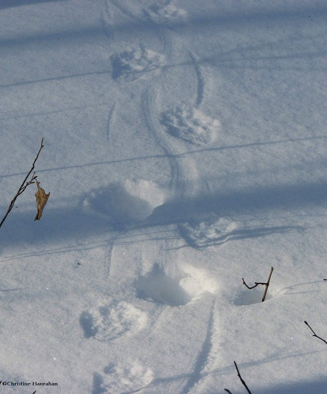 Porcupine tracks, scat, and feeding signs