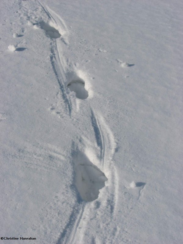 German Shepherd tracks in snow