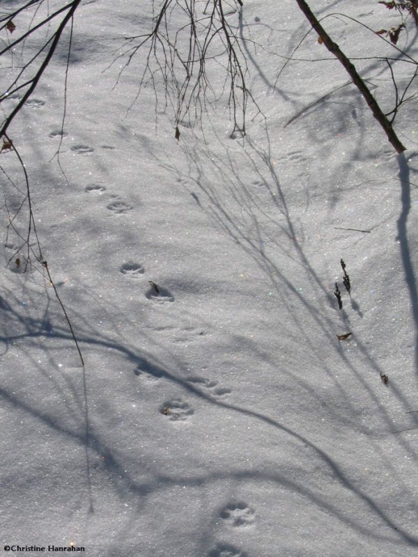 Coyote (<em>Canis latrans</em>) tracks