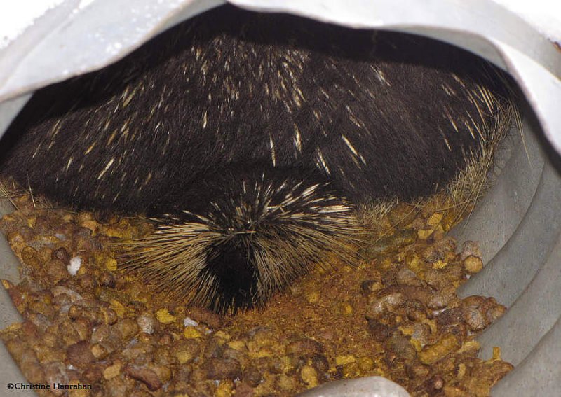 Porcupine in culvert