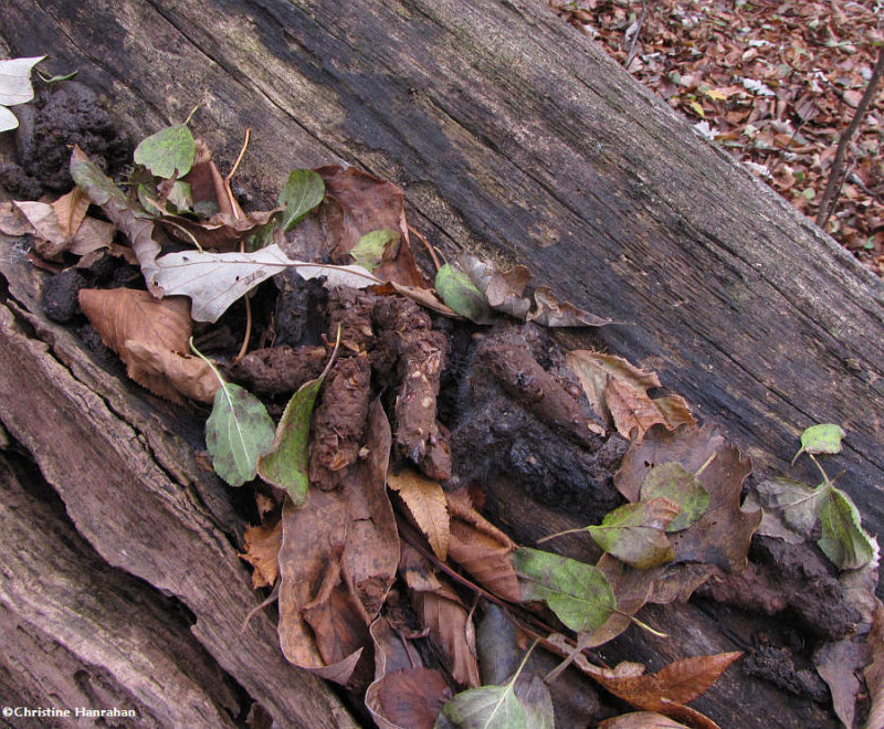 An accumulation of Raccoon (Procyon lotor) scat on log