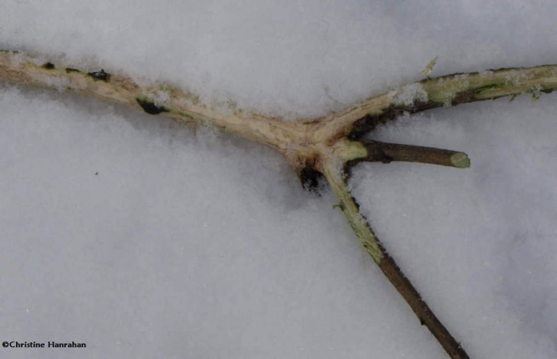 Twig  freshly chewed by porcupine