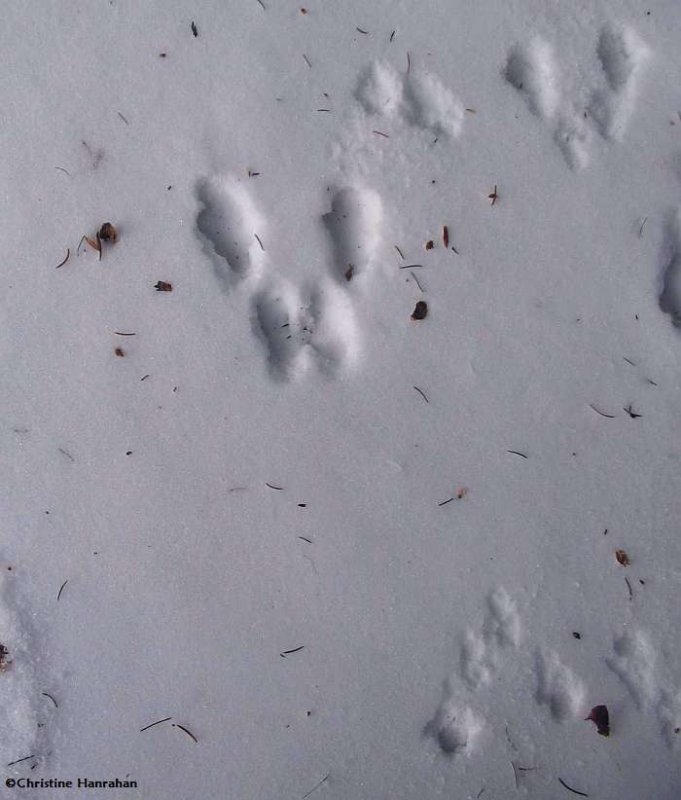 Grey squirrel (upper left) and red squirrel (the rest) tracks