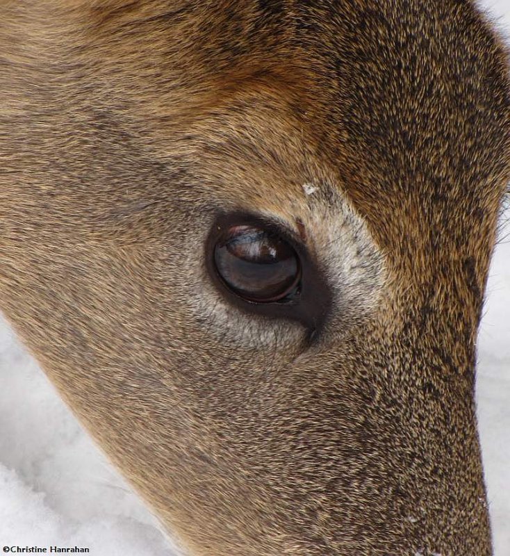 Reflection in a deer's eye