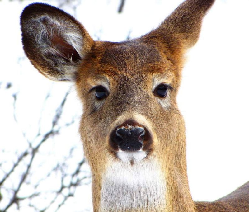 White-tailed deer