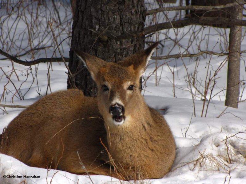 Resting deer